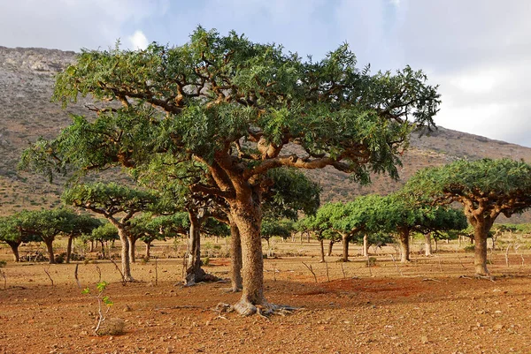 Peisaj Copaci Endemici Neobișnuiți Din Insula Socotra Yemen — Fotografie, imagine de stoc