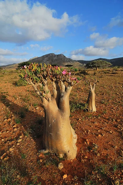 Floração Árvore Garrafa Endêmica Árvore Adenium Obesum Ilha Socotra Iémen — Fotografia de Stock