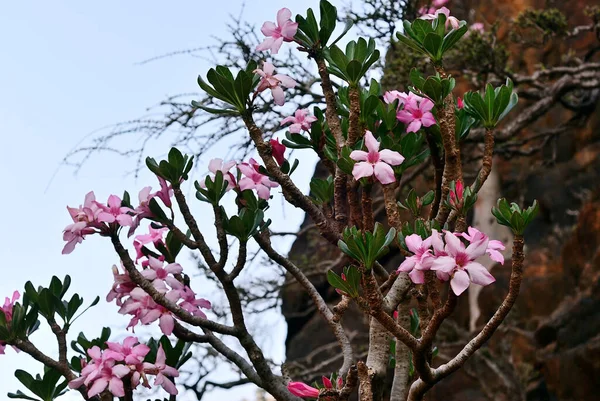 Flowering Bottle Tree Endemic Tree Adenium Obesum Socotra Island Shown — Stock Photo, Image