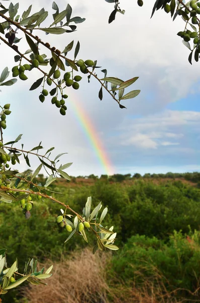 Rami Ulivo Dopo Pioggia Arcobaleno Sullo Sfondo Campi Agricoli Bei — Foto Stock