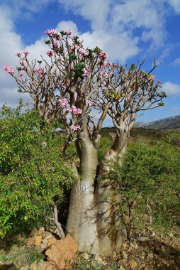 Çiçek açan şişe ağacı Yemen 'deki Socotra Adası' nın adenyum ağacıdır.