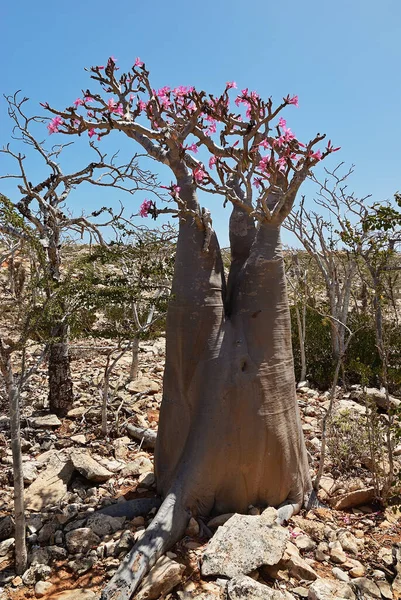 Fleurir Arbre Bouteille Est Endémique Arbre Adénium Obesum Île Socotra — Photo