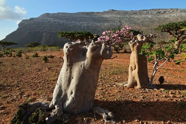 Flowering Bottle Tree Endemic Tree Adenium Obesum Socotra Island Yemen — Stock Photo, Image