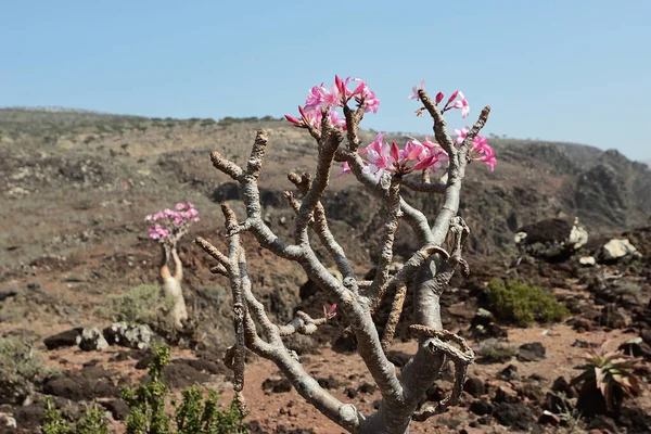 Kwitnące Drzewo Butelki Endemiczne Drzewo Adenium Obesum Wyspy Socotra Jemen — Zdjęcie stockowe