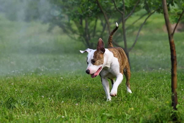 Adventure dog in the morning garden. American staffordshire  terrier outdoors, happy and healthy pets concept