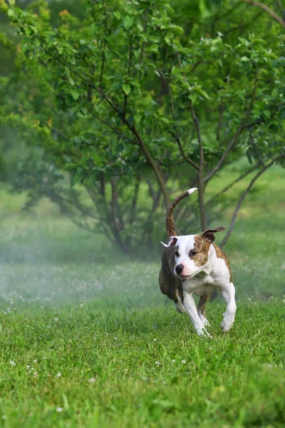 Пригоди Собаки Ранковому Саду Американський Стафордширський Тер Відкритому Повітрі Щаслива — стокове фото