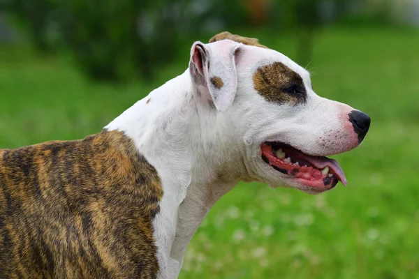 Mooie Hond Amerikaanse Staffordshire Terriër Portret Natuur Zomertuin — Stockfoto