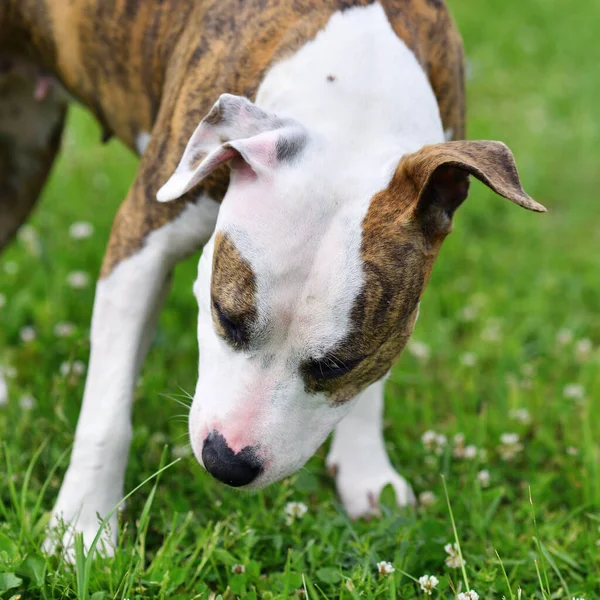 Bonito Cão American Staffordshire Terrier Retrato Natureza Jardim Verão — Fotografia de Stock