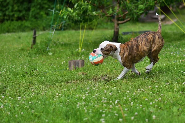 Pes Hraje Trávě Míčem Letní Zahradě Americký Staffordshire Teriér Venku — Stock fotografie