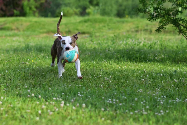 在夏天的花园里 狗和球在草地上玩耍 美国斯塔福德郡小狗户外 快乐和健康的宠物概念 — 图库照片