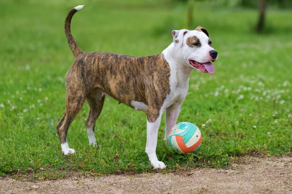 stock image Dog on the grass with a ball in the summer garden. American staffordshire  terrier outdoors, happy and healthy pets concept