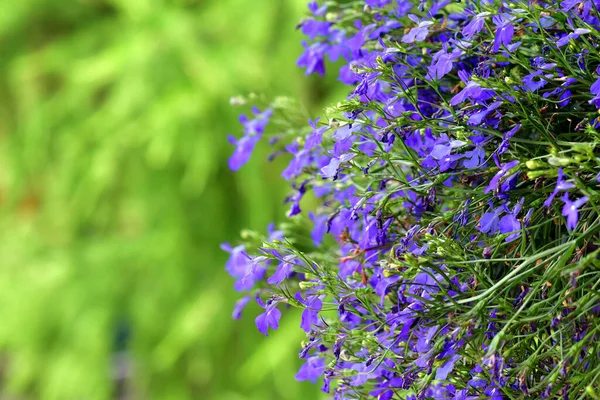 ロベリアの花 緑の背景に太陽のフレアで開花ロベリアの花と美しい自然シーン 晴れた日 夏の背景 選択的焦点 — ストック写真