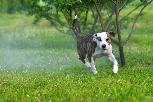 在晨园里跑狗 美国斯塔福德郡小狗户外 快乐和健康的宠物概念 — 图库照片