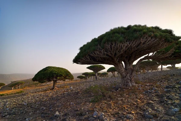 Árvores Dragão Planalto Dixam Socotra Island Mostrado Pôr Sol Iêmen — Fotografia de Stock