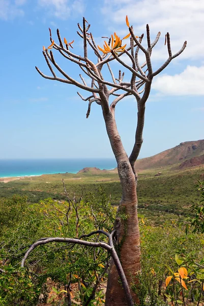 花のボトルツリーは ソコトラ島 イエメンの固有種のツリーアデニウムのオベスムです 背景にインド洋岸 — ストック写真