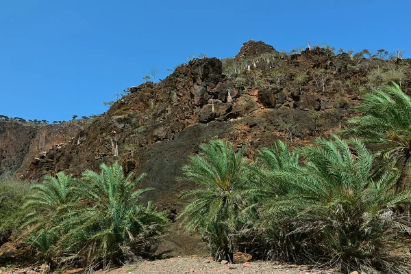 Krajina Ostrově Socotra Jemen Palmy Kvetoucí Láhve Endemické Stromy Adenium — Stock fotografie