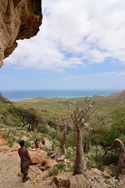 Kwitnące Drzewo Butelki Jest Endemicznym Drzewem Adenium Obesum Wyspy Socotra — Zdjęcie stockowe