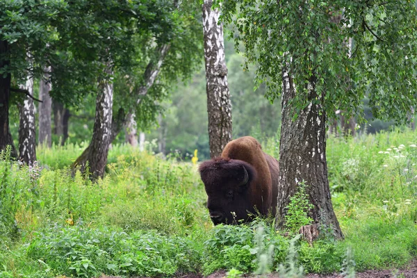 The American bison or simply bison (Bison bison), also commonly known as the American buffalo or simply buffalo grazing  in the birch grove. Prioksko-Terrasny Nature Biosphere Reserve. Russia