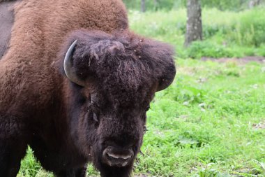 Amerikan bizonu portresi ya da bizon bizonu (Bizon bizonu), genellikle Amerikan bufalosu olarak da bilinir ya da bir tarlada otlayan bufalo. Prioksko-Terrasny Doğa Biyosfer Rezervi. Rusya 
