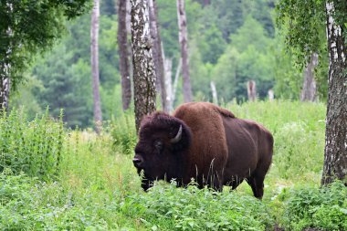Amerikan bizonu ya da bizonu (Bizon bizonu), ya da yaygın olarak Amerikan bufalosu olarak bilinen ya da huş ağacında otlayan bizonlar. Prioksko-Terrasny Doğa Biyosfer Rezervi. Rusya 