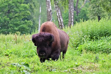 Amerikan bizonu ya da bizonu (Bizon bizonu), ya da yaygın olarak Amerikan bufalosu olarak bilinen ya da huş ağacında otlayan bizonlar. Prioksko-Terrasny Doğa Biyosfer Rezervi. Rusya 