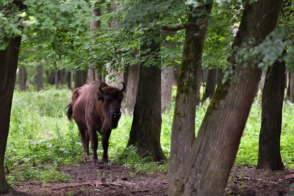 European bison (Bison bonasus), also known as Wisent or the European wood bison grazing  in the wood. Prioksko-Terrasny Nature Biosphere Reserve. Russia