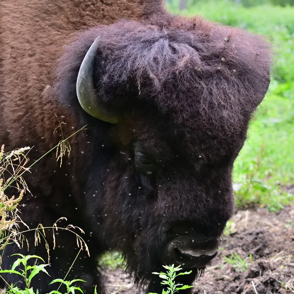 Portrait the American bison or simply bison (Bison bison), also commonly known as the American buffalo or simply buffalo grazing  in a field. Prioksko-Terrasny Nature Biosphere Reserve. Russia