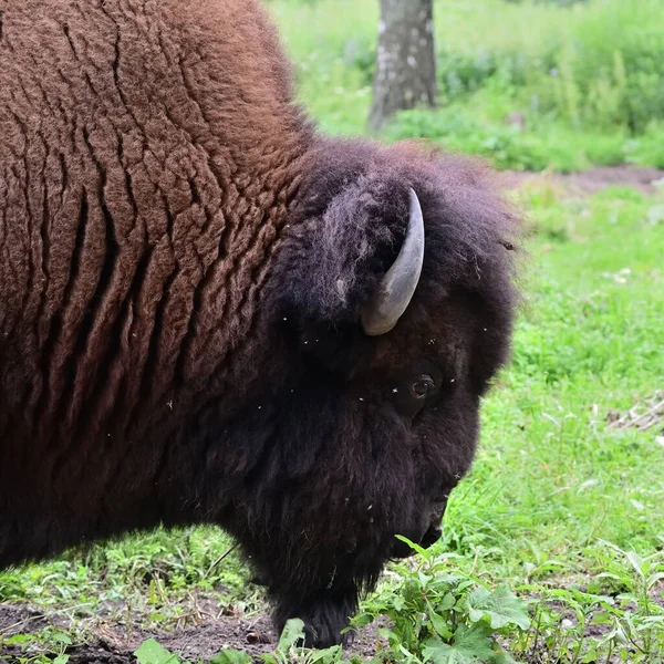 The American bison or simply bison (Bison bison), also commonly known as the American buffalo or simply buffalo grazing  in a field. Prioksko-Terrasny Nature Biosphere Reserve. Russia