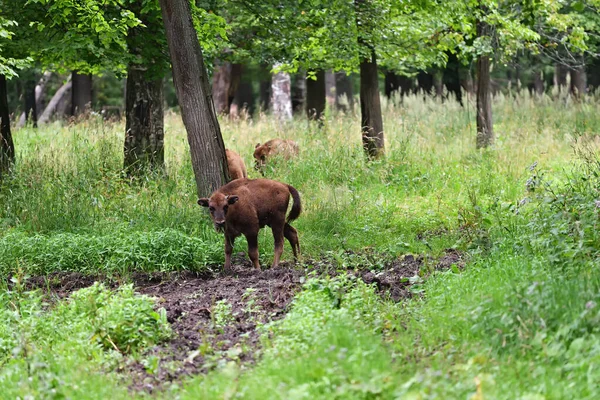 Kalf Van Europese Bizons Bison Bonasus Ook Bekend Als Wisent — Stockfoto