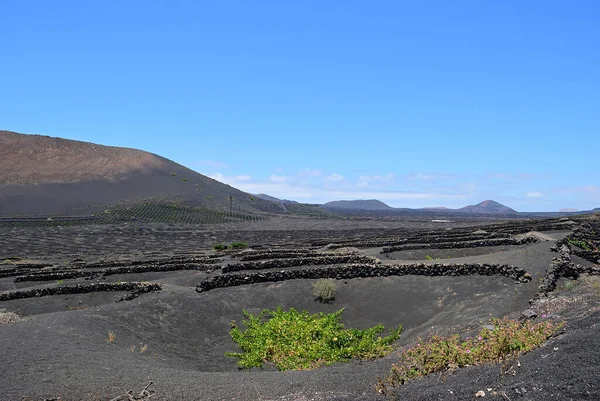 Paisaje Con Los Famosos Viñedos Geria Suelo Volcánico Lanzarote Island — Foto de Stock