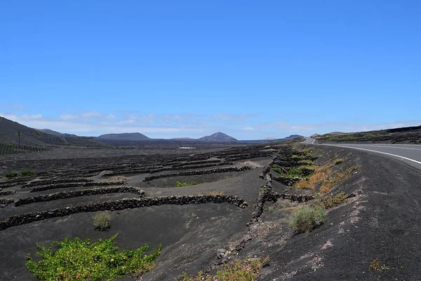 Paysage Avec Les Célèbres Vignobles Geria Sur Sol Volcanique Île — Photo