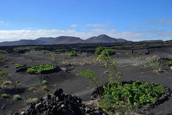 Landschap Met Beroemde Wijngaarden Van Geria Vulkanische Bodem Lanzarote Island — Stockfoto