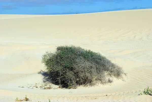 Vue Panoramique Sur Les Dunes Sable Sur Plage Corralejo Fuerteventura — Photo