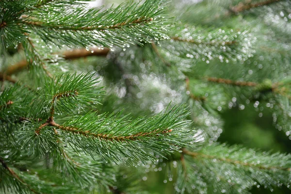 Gli Aghi Pino Primo Piano Con Gocce Acqua Lucenti Grandi — Foto Stock