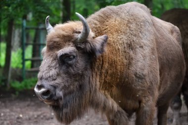 Avrupa bizonu (Bizon bonasus), ayrıca Wisent veya ormanda otlayan Avrupa odun bizonu olarak da bilinir. Prioksko-Terrasny Doğa Biyosfer Rezervi. Rusya 