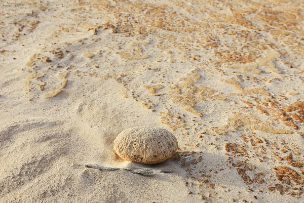 Shell Caillou Roche Sur Plage Plage Aomak Coucher Soleil Île — Photo