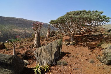 Yemen. Socotra adasındaki en güzel kanyon Wadi Dirhur 'dur (Daerhu). Çiçekli şişe ağaçları, salgın ağaçlar adenyum obesum.