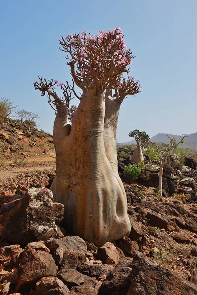 Virágzó Üvegfa Endemikus Adénium Elhízás Jemen Vagyok Legszebb Kanyon Socotra — Stock Fotó