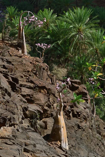 Yemen Most Beautiful Canyon Socotra Island Wadi Dirhur Daerhu Flowering — Stock Photo, Image