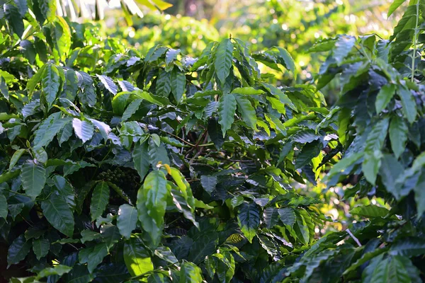 Coffee Beans Ripening Tree Coffee Plantation Mauritius Island — Stock Photo, Image