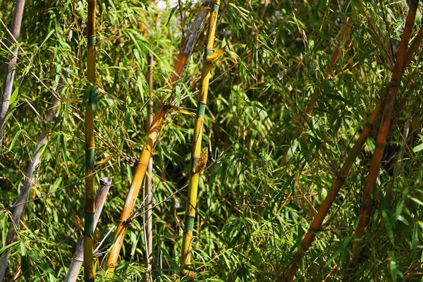 Mauritius Adası Afrika Daki Ormanlarda Bambu Çalıları — Stok fotoğraf