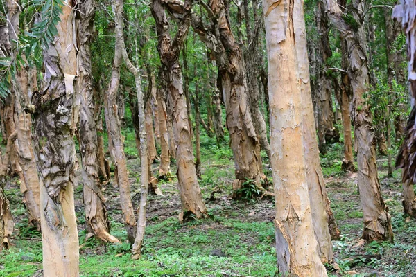 Los Eucaliptos Con Tronco Blanquecino Frente Selva Isla Mauricio Alexandra — Foto de Stock