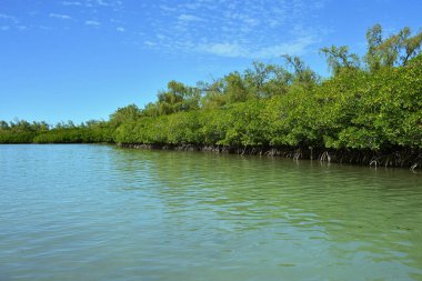 Mauritius adasının kıyısındaki Mangrove çalılığı. Afrika