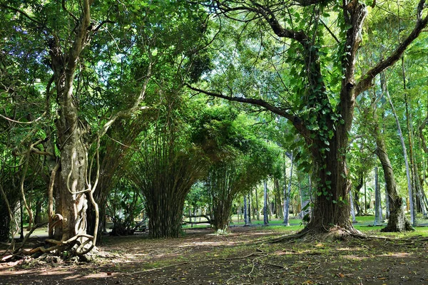 Pamplemousess Botanické Veřejné Zahrady Mauriciu Velmi Oblíbené Místo Odpočinku Mezi — Stock fotografie