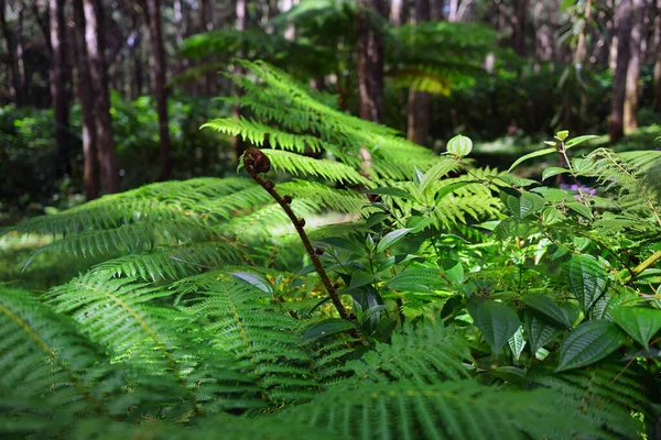 Floresta Tropical Fadas Dia Ensolarado Ilha Maurícia África — Fotografia de Stock