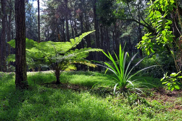 Tündértrópusi Erdők Napsütéses Napon Mauritius Szigetén Afrikában — Stock Fotó