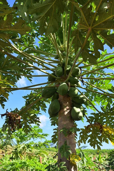 Ett Gäng Papaya Som Hänger Trädet Mauritius Afrika — Stockfoto