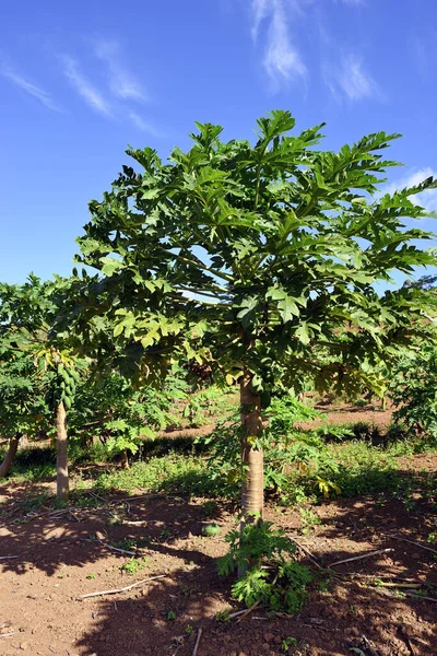 Papaya Trees Farm Mauritius Island Africa — Stock Photo, Image