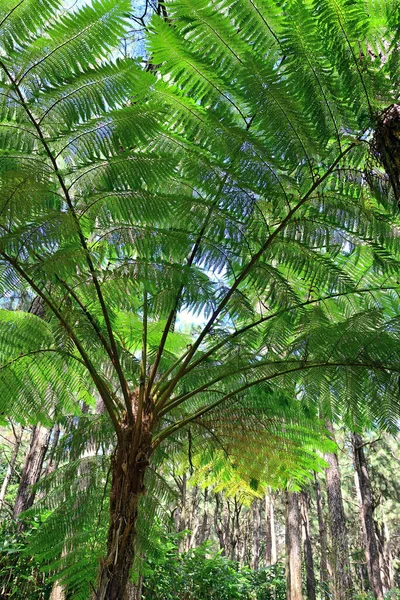 Afrika 'daki Mauritius adasında güneşli bir günde tropikal ormanda büyük bir eğrelti otu.