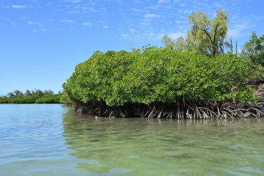 Mauritius adasının kıyısındaki Mangrove çalılığı. Afrika